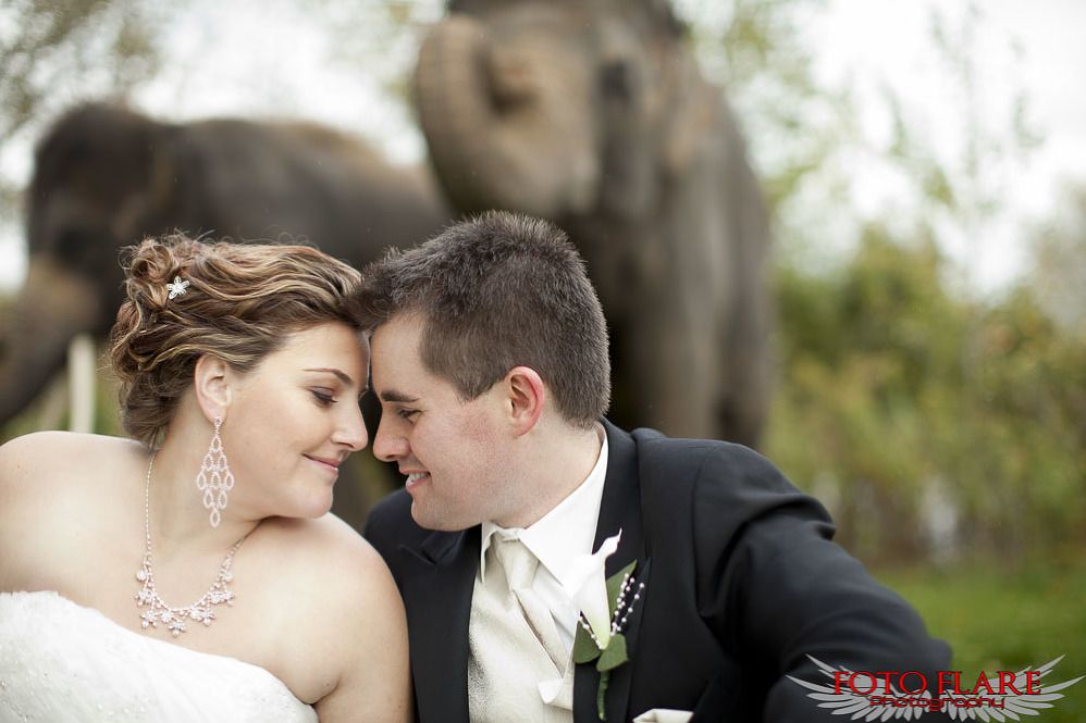 african lion safari wedding